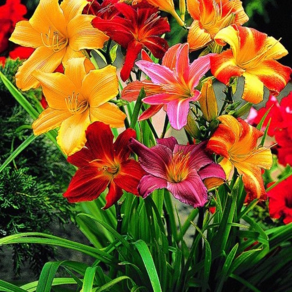 Meet your Posher, Tamiqua